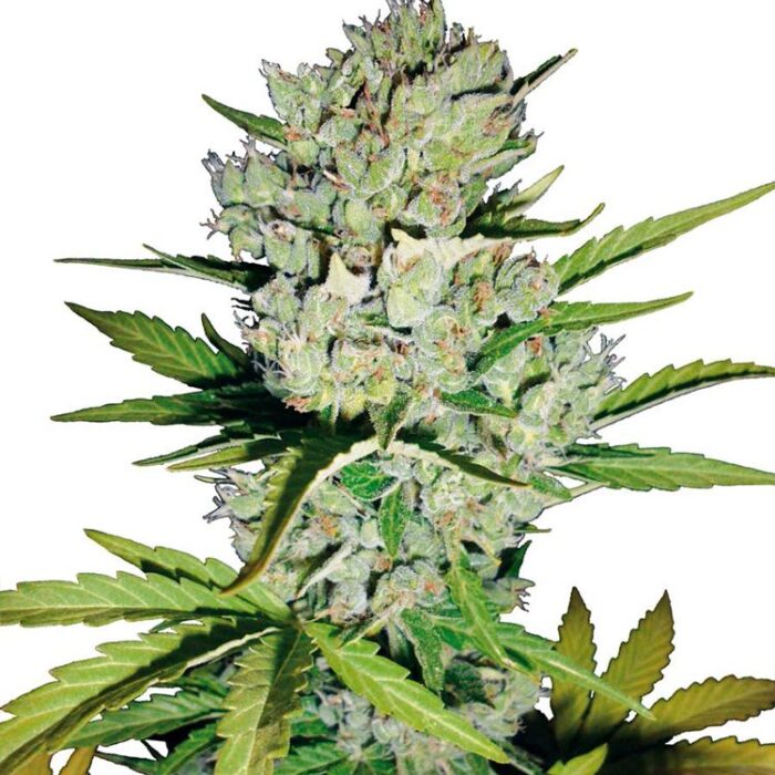 Dope Breeders - WHITE LABEL SEEDS Super Skunk Automatic Image