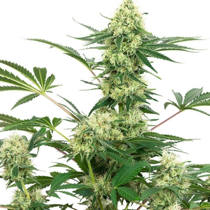 Dope Breeders - WHITE LABEL SEEDS Wedding Cheesecake Image