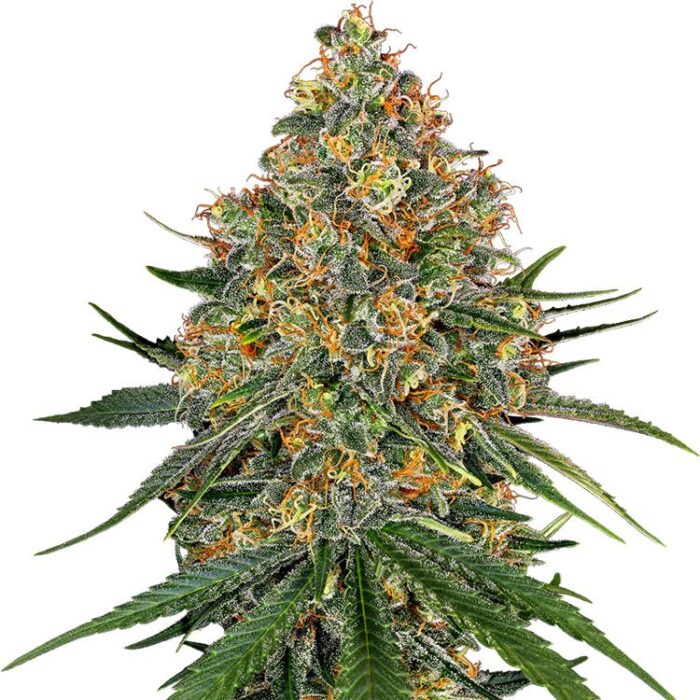 Dope Breeders - WHITE LABEL SEEDS White Cheese Image