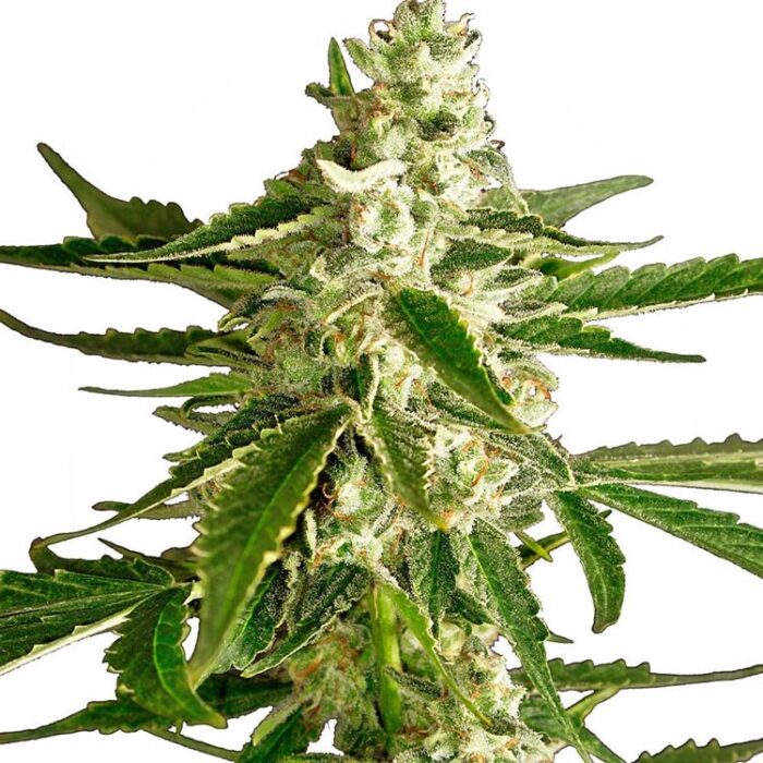 Dope Breeders - WHITE LABEL SEEDS White Diesel Haze Auto Image