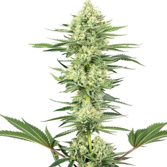 Dope Breeders - WHITE LABEL SEEDS White Gorilla Haze Image