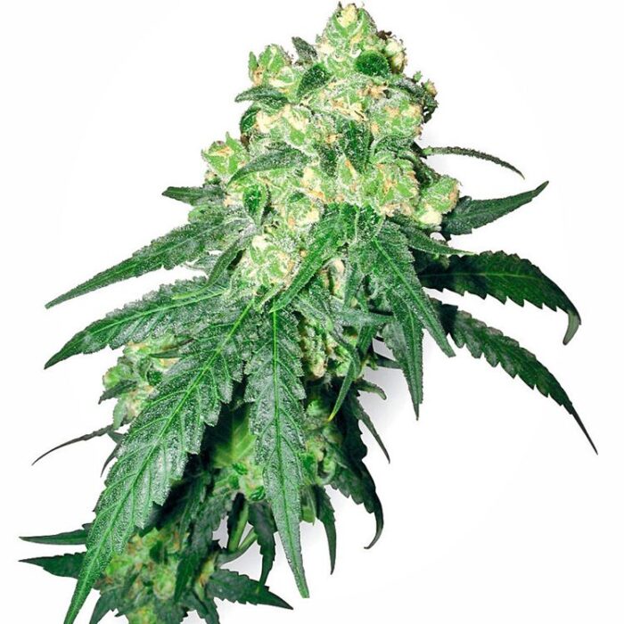 Dope Breeders - WHITE LABEL SEEDS White Label Rhino Image