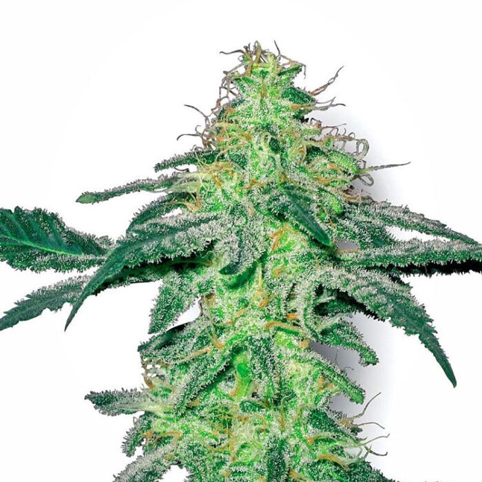 Dope Breeders - WHITE LABEL SEEDS White Skunk Image