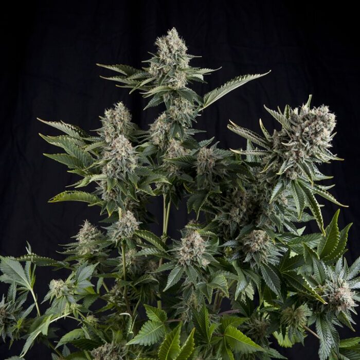 Dope Breeders - WHITE LABEL SEEDS White Widow Image