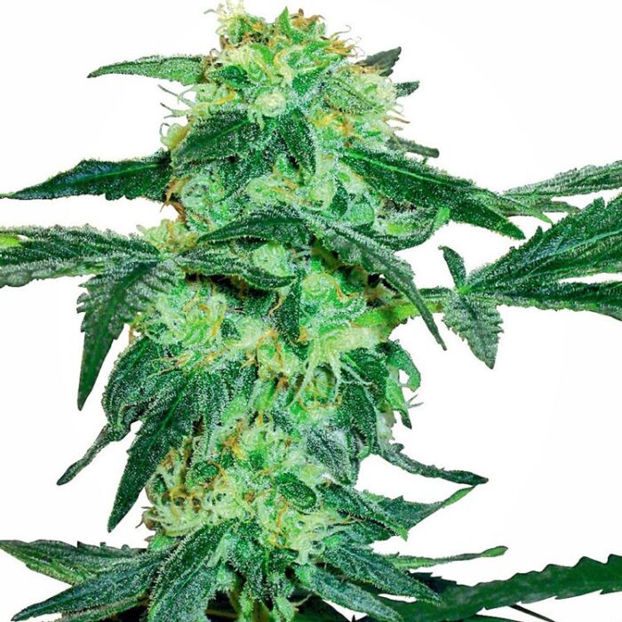 Dope Breeders - WHITE LABEL SEEDS White ice Image