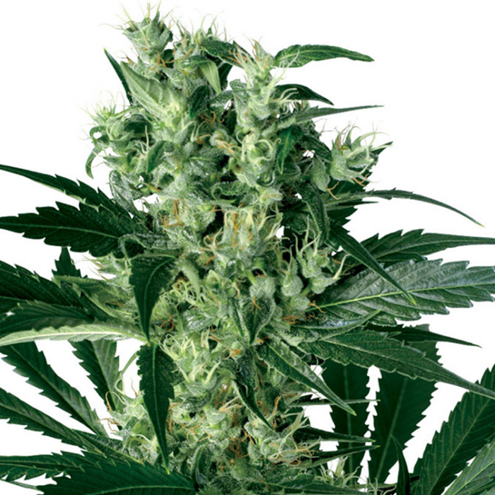 Dope Breeders - WHITE LABEL SEEDS X Haze Image