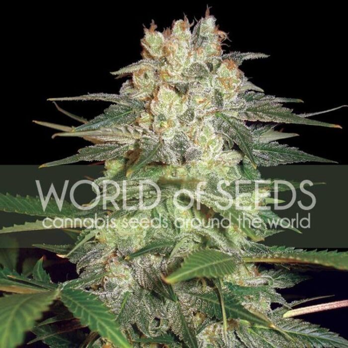 Dope Breeders - WORLD OF SEEDS Afghan Kush Ryder Image