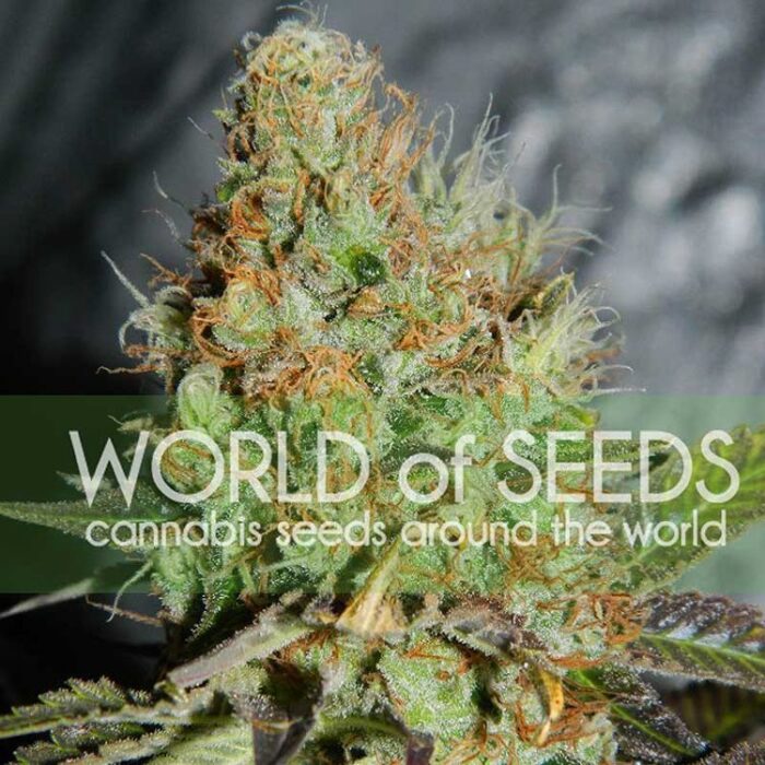 Dope Breeders - WORLD OF SEEDS Afghan Kush Special Image