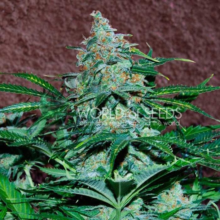 Dope Breeders - WORLD OF SEEDS Amnesia Auto aka Amnesia Ryder Image