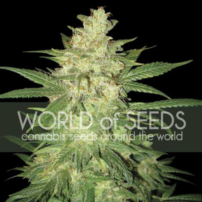 Dope Breeders - WORLD OF SEEDS Colombian Gold Ryder fka Sweet Coffee Ryder Image