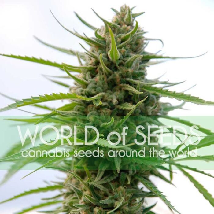 Dope Breeders - WORLD OF SEEDS Kilimanjaro Image