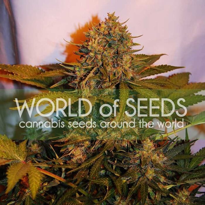 Dope Breeders - WORLD OF SEEDS Northern Light x Big Bud Auto Image