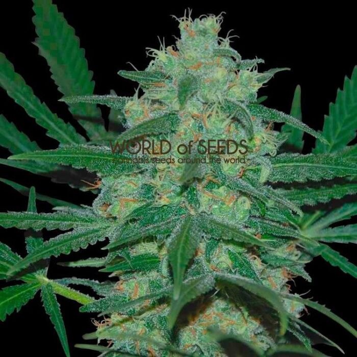 Dope Breeders - WORLD OF SEEDS Pakistan Valley Image