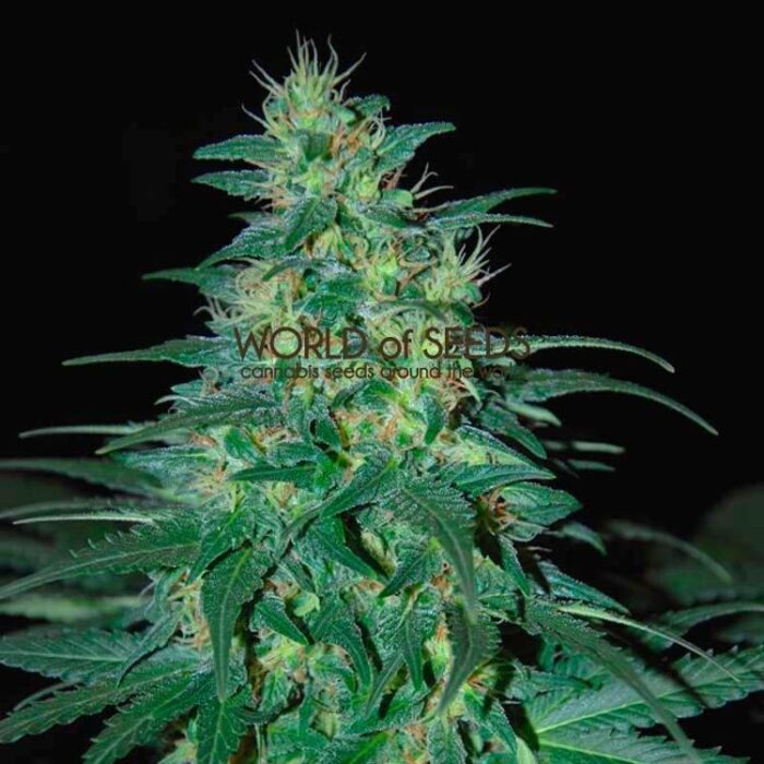 Dope Breeders - WORLD OF SEEDS South African Kwazulu Image