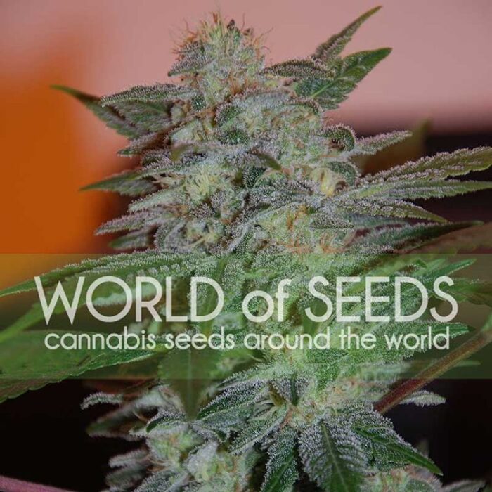 Dope Breeders - WORLD OF SEEDS Yumbolt 47 Image