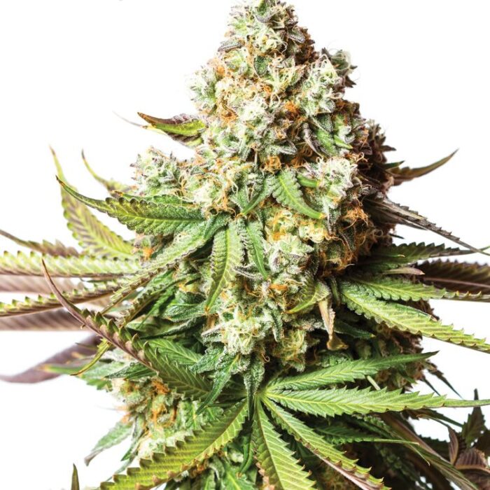 Dope Breeders - YIELDMONGER SEEDS Bear Gorilla Image