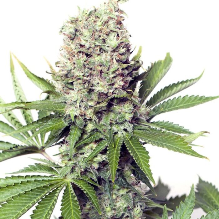 Dope Breeders - YIELDMONGER SEEDS Jumbo Runtz Image