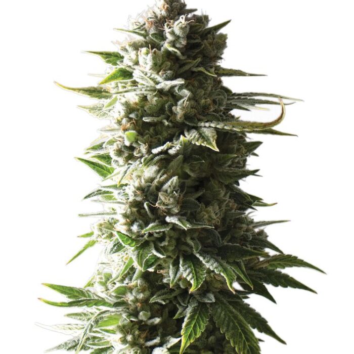 Dope Breeders - YIELDMONGER SEEDS Mother Ape Shit Auto Image