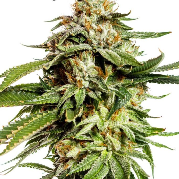 Dope Breeders - YIELDMONGER SEEDS Super Scoop Image