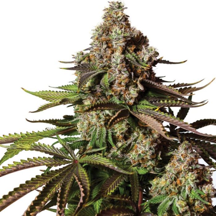 Dope Breeders - YIELDMONGER SEEDS Turbo Zkittles Image