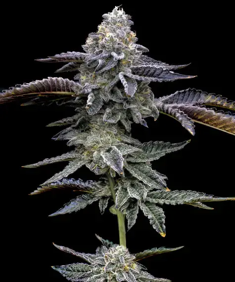 Image showing Barney's Farm Blue Dream on Dope Breeders