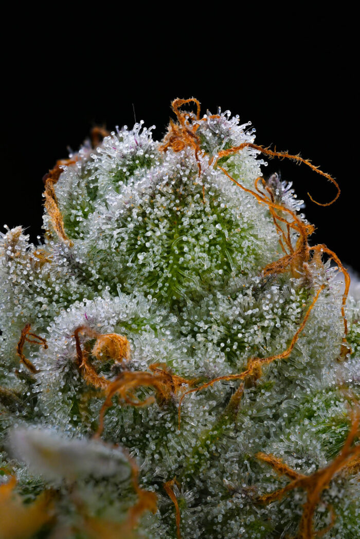 Close up image of Barney's Farm Blue Dream on Dope Breeders