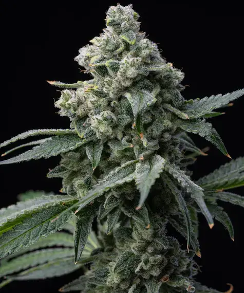 Image showing Barney's Farm Bruce Banner on Dope Breeders