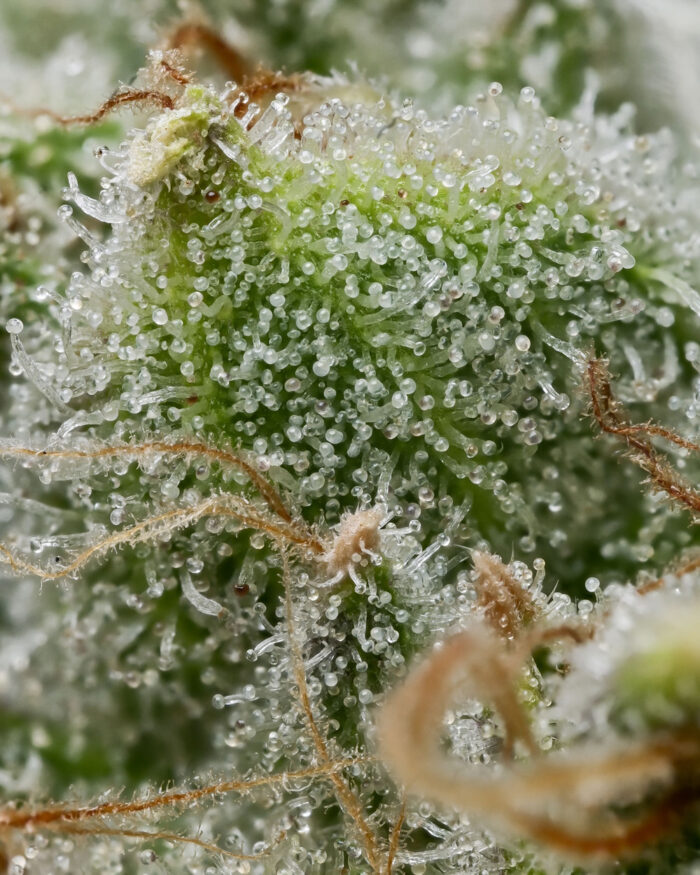 Close up image of Barney's Farm Bruce Banner on Dope Breeders